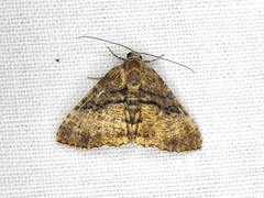 Aporoctena