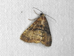 Aporoctena