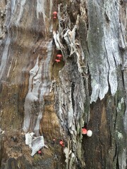 Mycena roseilignicola