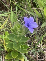 Barleria ovata