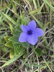 Barleria ovata