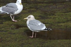 Larus glaucoides thayeri