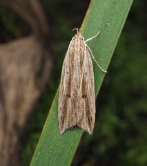 Donacostola notabilis