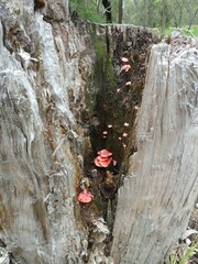 Mycena roseilignicola