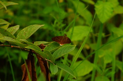 Astraptes