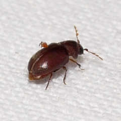 Tricorynus