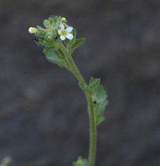 Jamesbrittenia dissecta