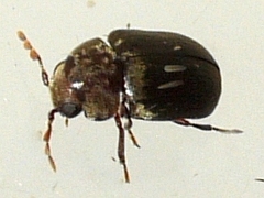 Tricorynus