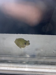 Osteopilus septentrionalis
