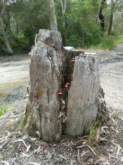 Mycena roseilignicola