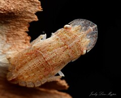 Ledromorpha