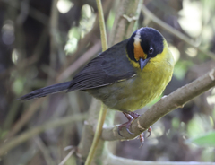 Atlapetes pallidinucha