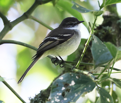 Mecocerculus leucophrys