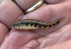 Etheostoma duryi
