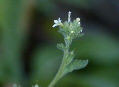 Jamesbrittenia dissecta