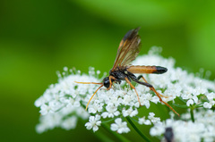 Tenthredo campestris