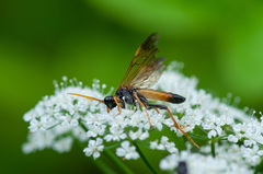 Tenthredo campestris