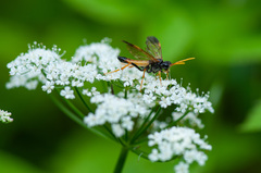 Tenthredo campestris