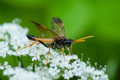 Tenthredo campestris