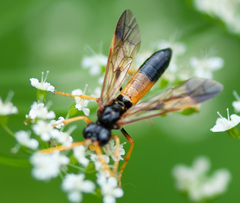Tenthredo campestris