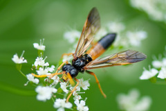 Tenthredo campestris