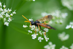 Tenthredo campestris