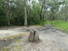 Mycena roseilignicola