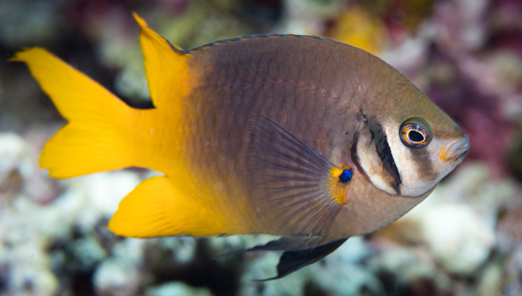 Black-And-Gold Chromis