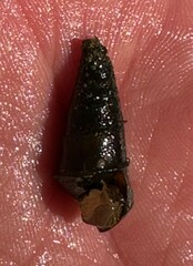 Pleurocera pyrenella