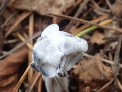 Hypomyces cervinigenus