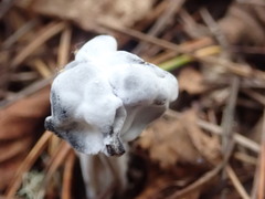 Hypomyces cervinigenus