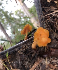 Cantharellus concinnus