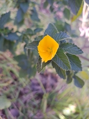 Pavonia sepium