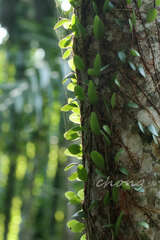 Lemmaphyllum microphyllum