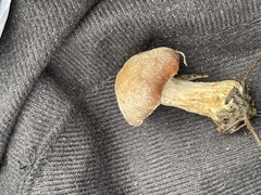 Cortinarius aureifolius