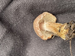 Cortinarius aureifolius