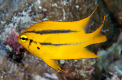 Neoglyphidodon nigroris