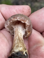 Cortinarius aureifolius