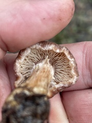 Cortinarius aureifolius