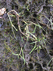 Spergularia canadensis