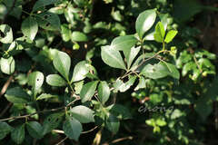 Zanthoxylum asiaticum