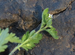 Jamesbrittenia dissecta