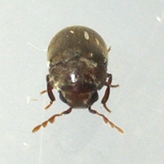 Tricorynus