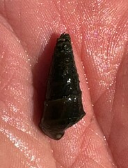 Pleurocera pyrenella