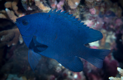 Neoglyphidodon melas