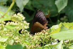 Euripus nyctelius
