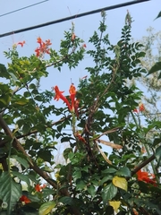 Tecomaria capensis
