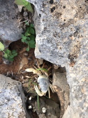 Socotra pseudocardisoma