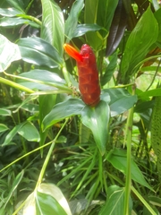 Costus woodsonii