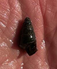 Pleurocera pyrenella